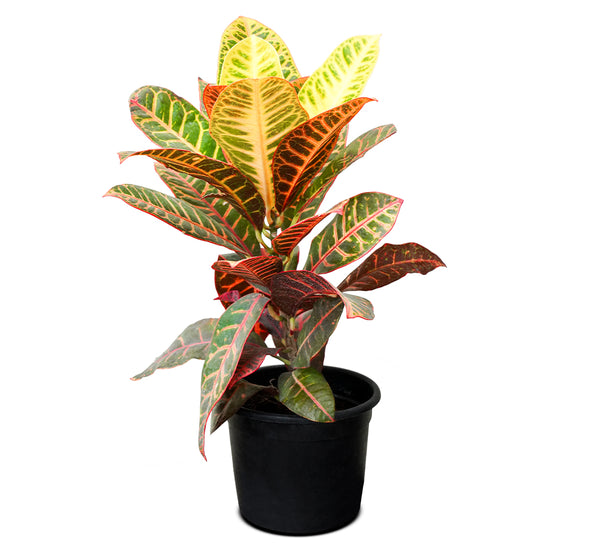 Crotons