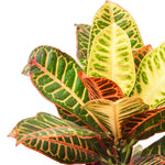 Crotons