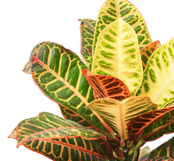 Crotons