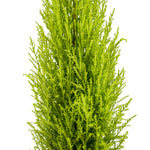 Cornocarpus 18 cms pots - 40 cms height