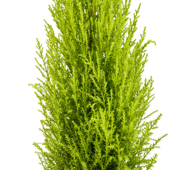 Cornocarpus 18 cms pots - 40 cms height