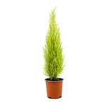 Cornocarpus 18 cms pots - 40 cms height