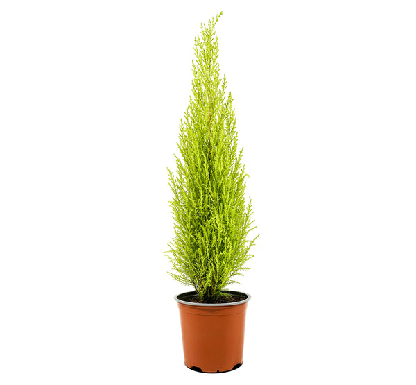 Cornocarpus 18 cms pots - 40 cms height