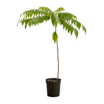 Curry Leaves 25 cms pots - 1.5 mtrs height