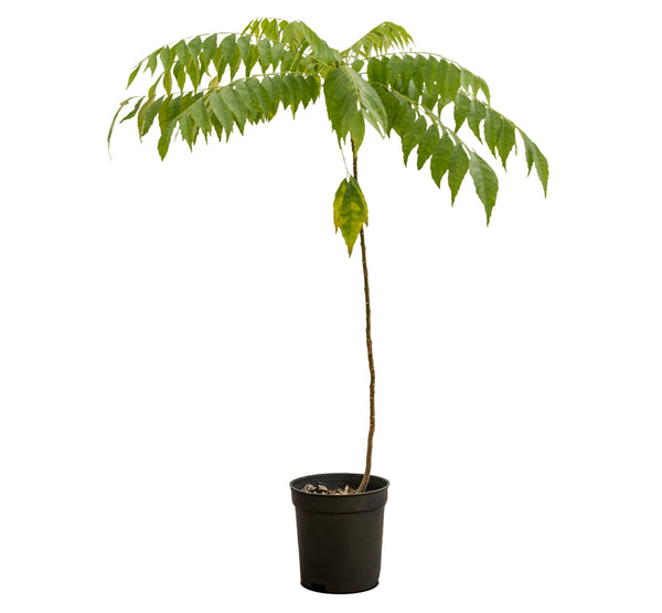 Curry Leaves 14 cms pots - 20 cms height