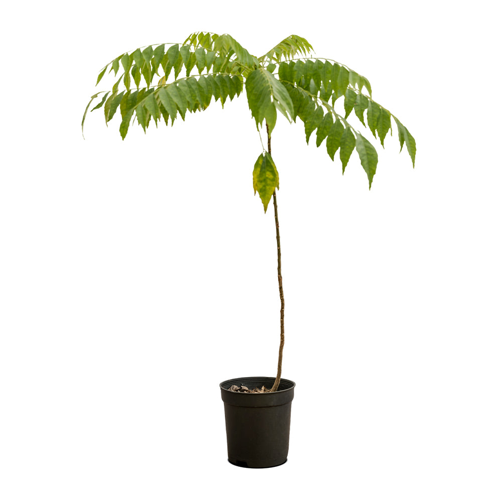Curry Leaves
