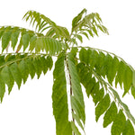 Curry Leaves 25 cms pots - 1.5 mtrs height