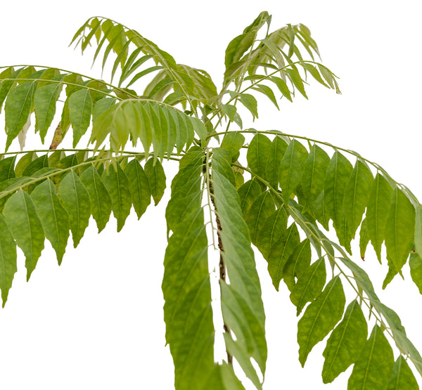 Curry Leaves 14 cms pots - 20 cms height