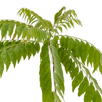 Curry Leaves