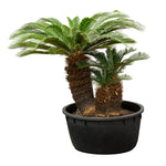 CYCASS REVOLUTA WITH SOIL DOUBLE HEAD TRUNK 70 cms pots - 2.2 mtrs height