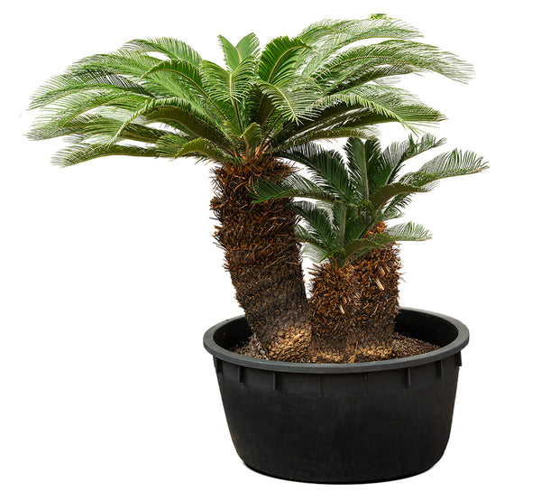 CYCASS REVOLUTA WITH SOIL DOUBLE HEAD TRUNK 70 cms pots - 2.2 mtrs height