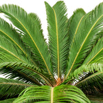 CYCASS REVOLUTA WITH SOIL DOUBLE HEAD TRUNK 70 cms pots - 2.2 mtrs height