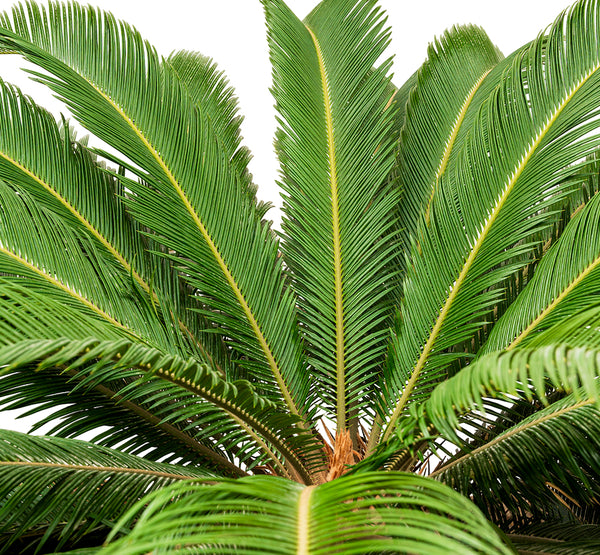 CYCASS REVOLUTA WITH SOIL DOUBLE HEAD TRUNK 70 cms pots - 2.2 mtrs height