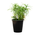 Cyprus Papyrus 25 cms pots - 40 cms height