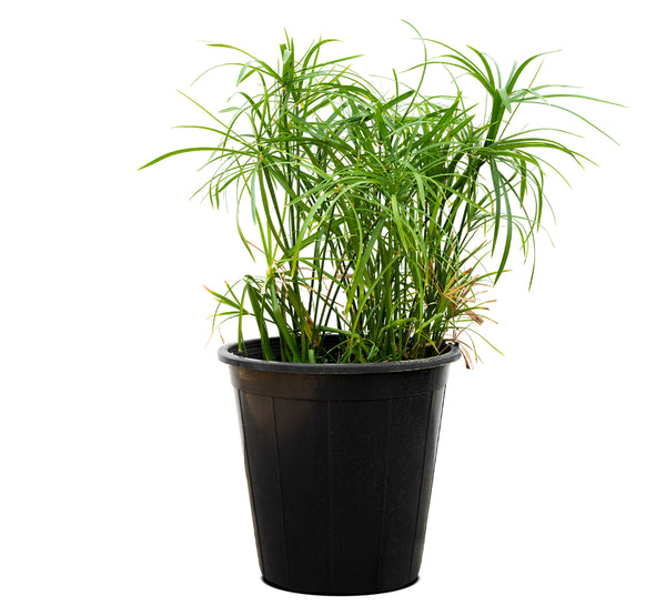 Cyprus Papyrus 25 cms pots - 40 cms height