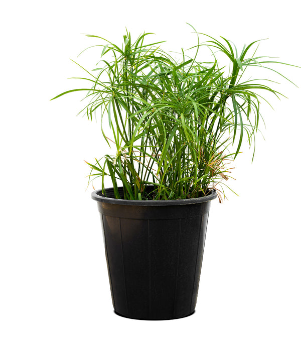 Cyprus Papyrus 25 cms pots - 40 cms height