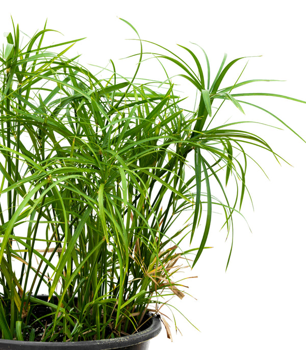 Cyprus Papyrus 25 cms pots - 40 cms height