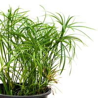 Cyprus Papyrus 25 cms pots - 40 cms height
