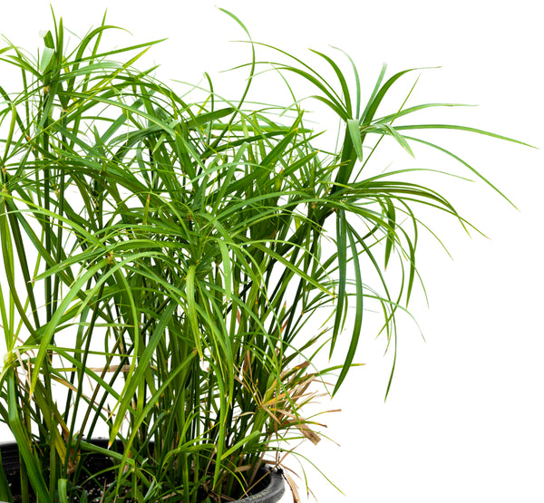 Cyprus Papyrus  25 cms pots - 40 cms height