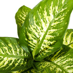 Dieffenbachia seg. tropic snow