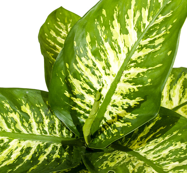 Dieffenbachia seg. tropic snow