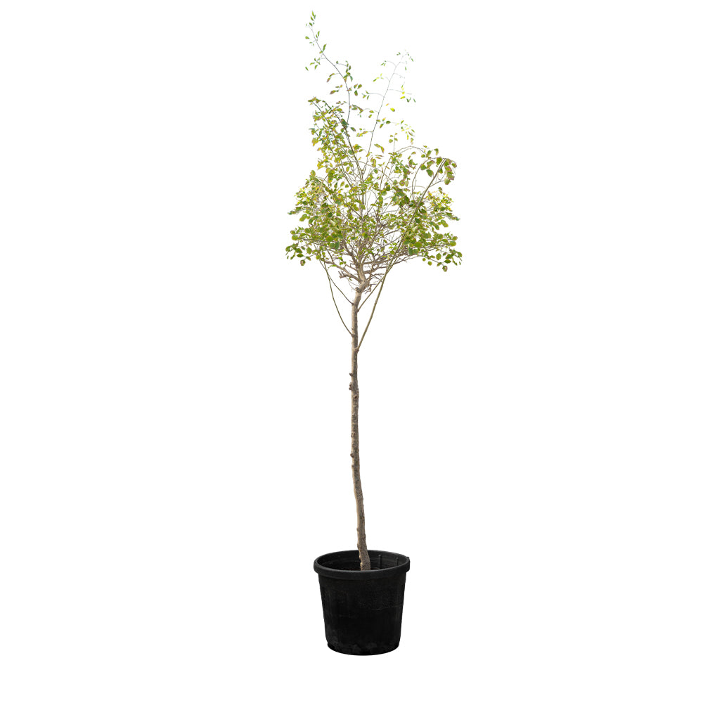 Dalbergia Sissoo