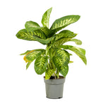 Dieffenbachia seg. tropic snow