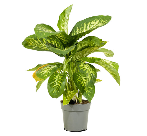 Dieffenbachia seg. tropic snow