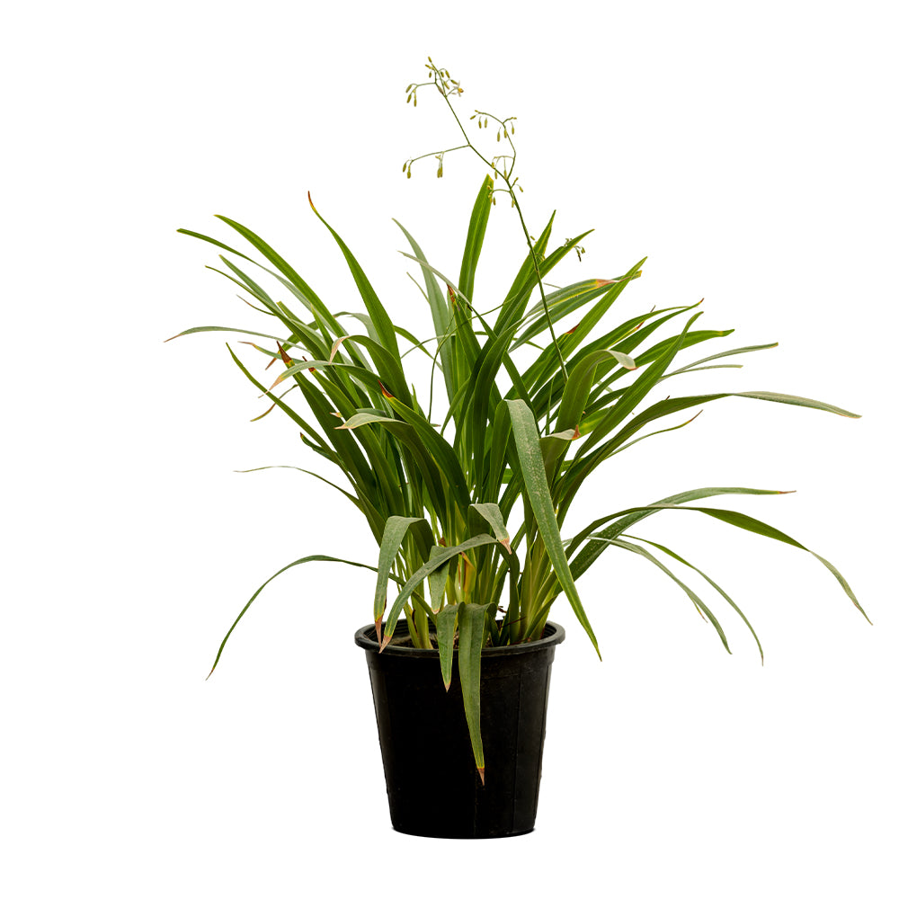 Dianella