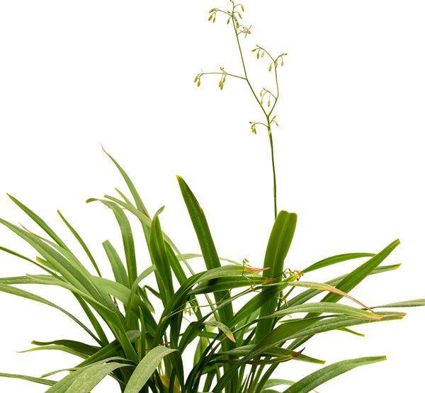 Dianella