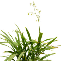 Dianella