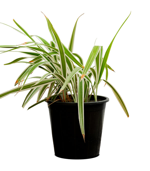 Dianella tasmanica 14 cms pots - 20 cms height