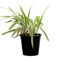 Dianella tasmanica