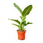 Dieffenbachia Camila