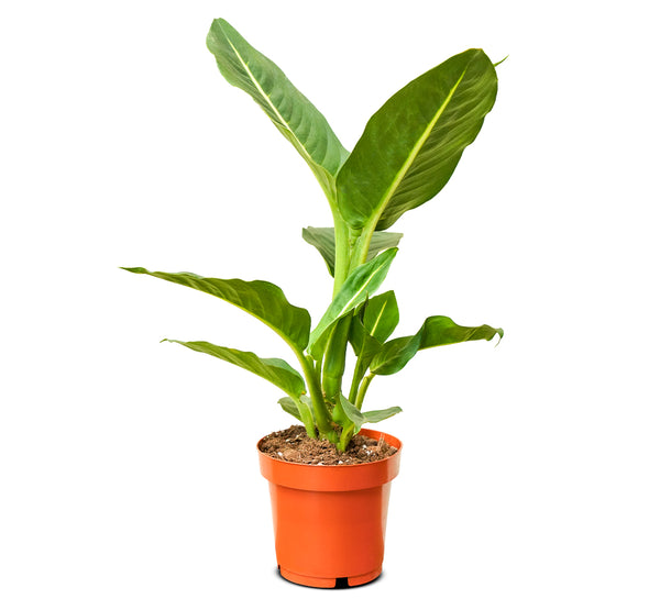 Dieffenbachia Green Magic 14 cms pots - 10 cms height