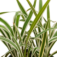 Dianella tasmanica