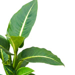 Dieffenbachia Camila