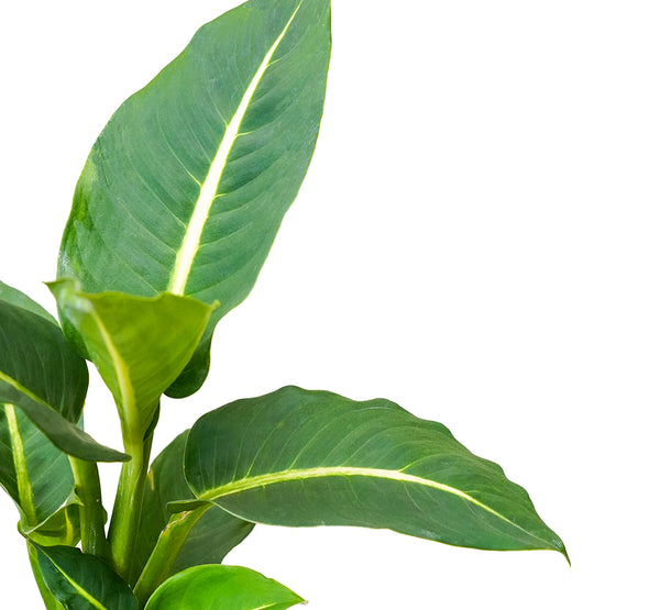 Dieffenbachia Camila