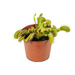 Dionaea muscipula 5 cm