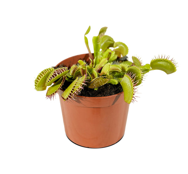 Dionaea muscipula 5 cm