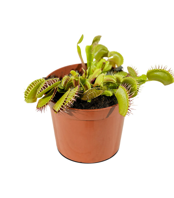 Dionaea muscipula 5 cm