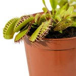 Dionaea muscipula 5 cm