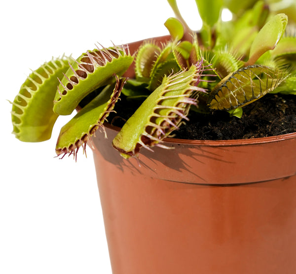 Dionaea muscipula 5 cm