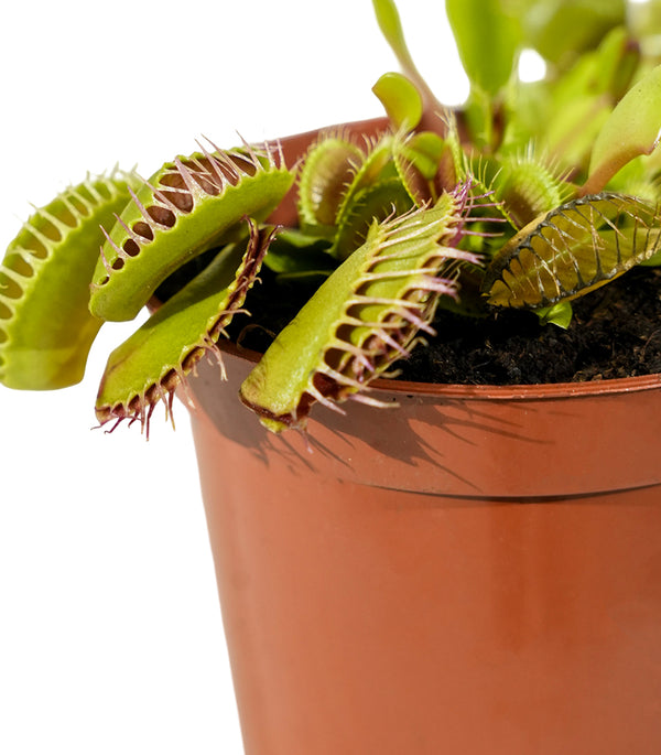 Dionaea muscipula 5 cm
