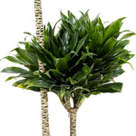 Dracaena Compact Multi Head-3-18 cms pots - 60 cms height