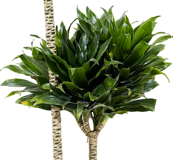 Dracaena Compact Multi Head-3-18 cms pots - 60 cms height