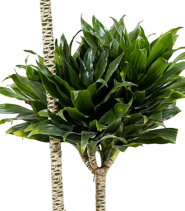 Dracaena Fr Compacta-27 cms pots & 100 cms height