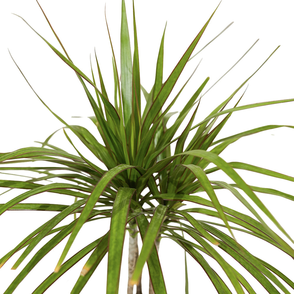 DRACAENEA MARGINATA BRANCHED H:3M