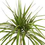 Dracaena Marginata