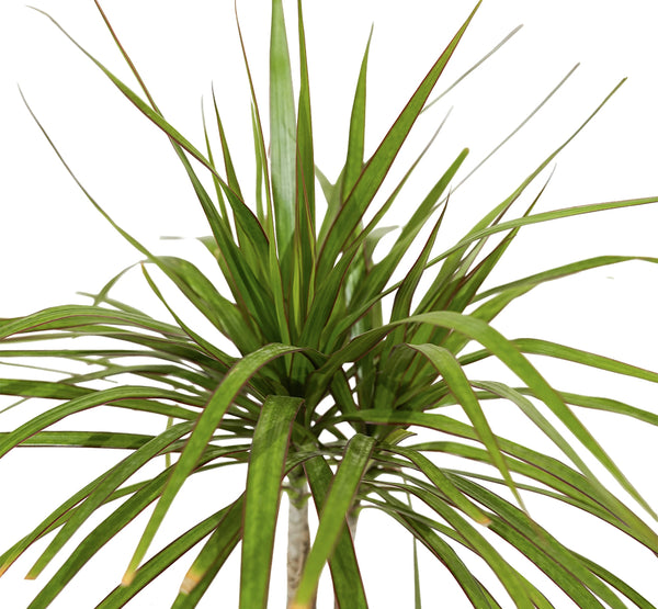 Dracaena Marginata